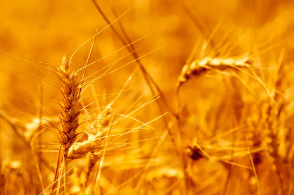 Pole zralé pšenice za zlaté slunce na letní slunečný den — Stock fotografie