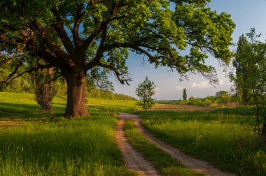 Beautiful summer landscape showing huge old oak beside country road clipart