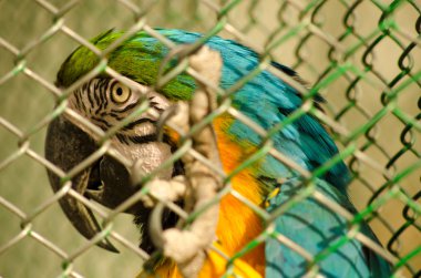 esaret içinde güzel papağan