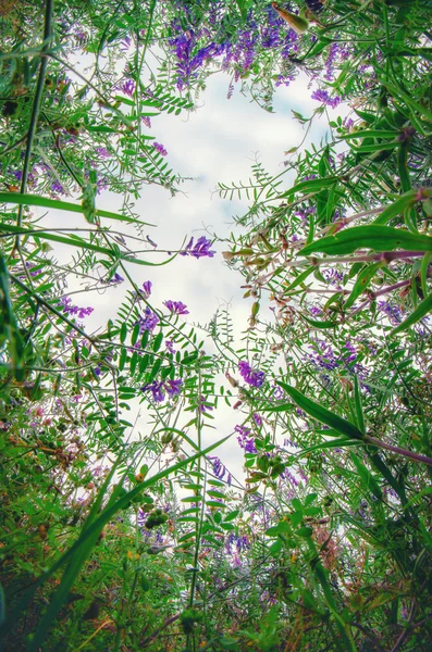 Bloemen en gras op de weide — Stockfoto