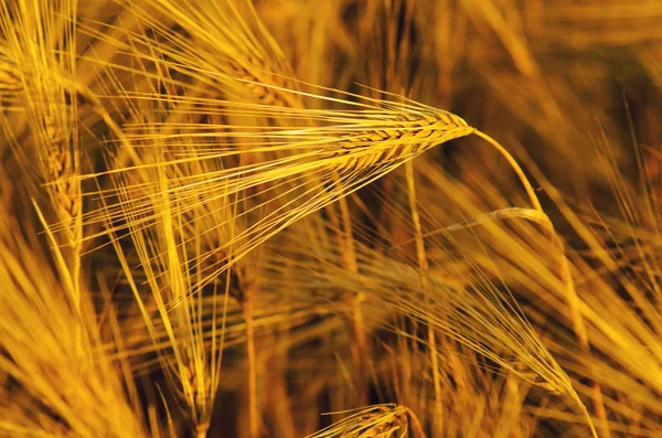 Field of ripe wheat — Stock Photo, Image
