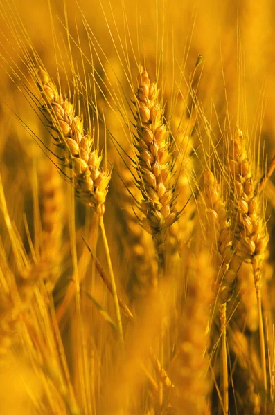 Field of ripe wheat — Stock Photo, Image