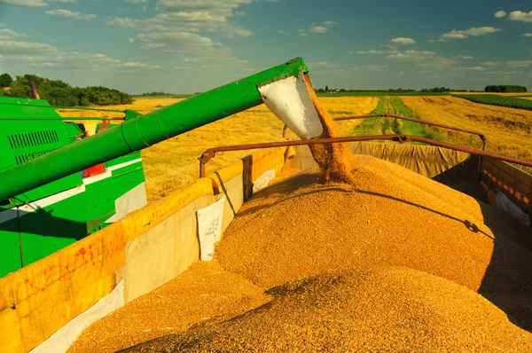 Комбайн выгружает зерно пшеницы — стоковое фото