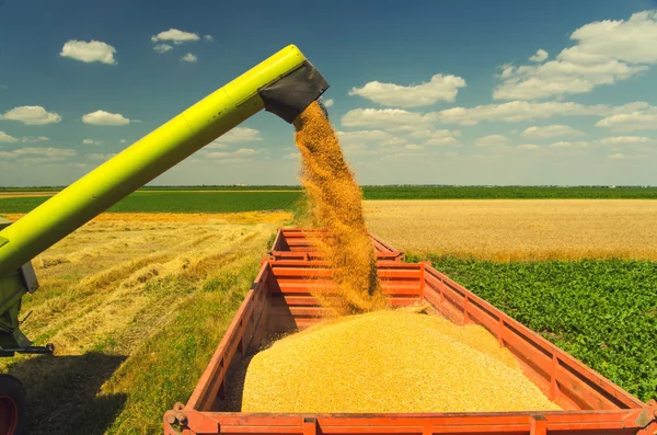 Combinar cosechadora descarga grano de trigo — Foto de Stock