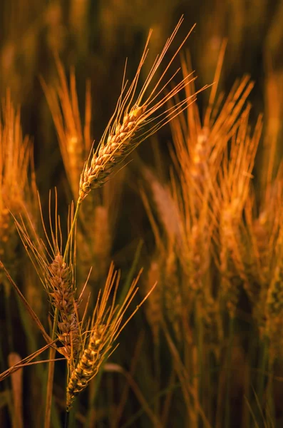 Pole zralá pšenice — Stock fotografie