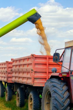 hasat bellekten buğday tahıl birleştirme