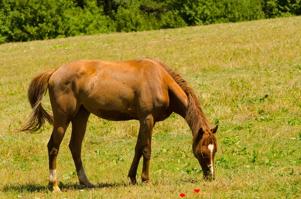 Caballo marrón de pie en el prado — Foto de Stock