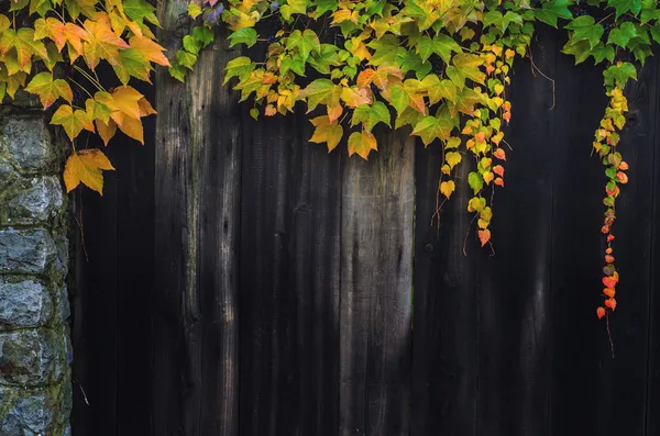 Autumn leaves on wooden fence — Stock Photo, Image