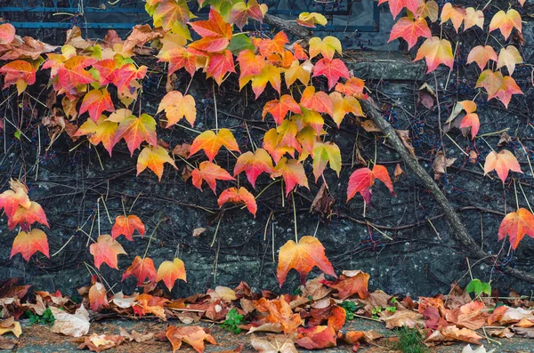 Autumn leaves on the pavement — Stock Photo, Image