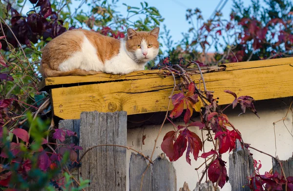 Cat sitting on the roof — Stock Photo, Image