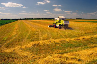 Buğday tarlasında çalışan hasat makinesini birleştirin.