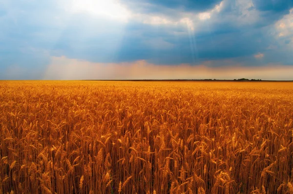 Tarweveld op bewolkte dag — Stockfoto