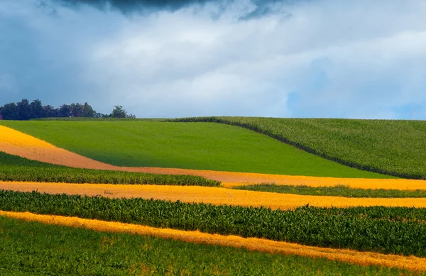 Agricultural fields on cloudy day — Stock Photo, Image