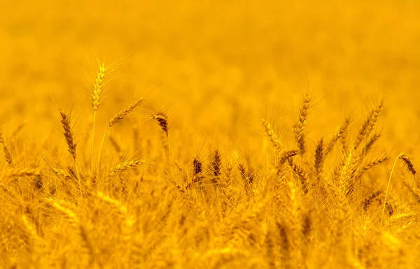 Field of ripe wheat in summer — Stock Photo, Image