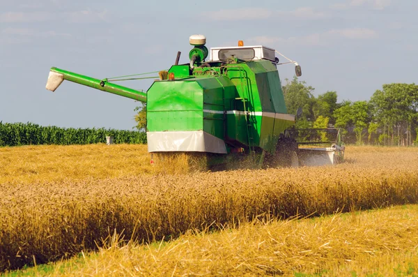 Combineren harvester tarwe oogsten — Stockfoto