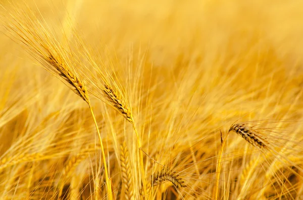 Wheat field on sunny summer day — Stock Photo, Image