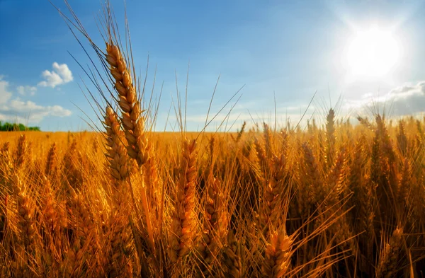 Wheat field on sunny summer day — Stock Photo, Image