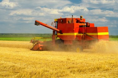 hasat birleştirmek buğday hasadı