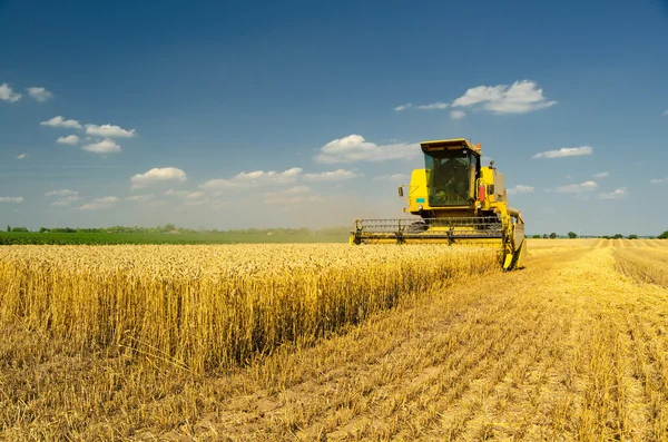 Harvester combine harvesting wheat Stock Image