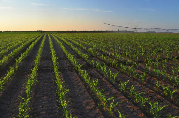 Sistema de irrigação regando o campo de milho — Fotografia de Stock