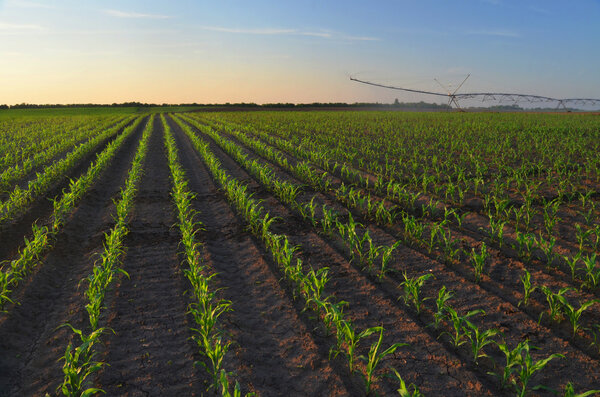 Irrigation system watering corn field