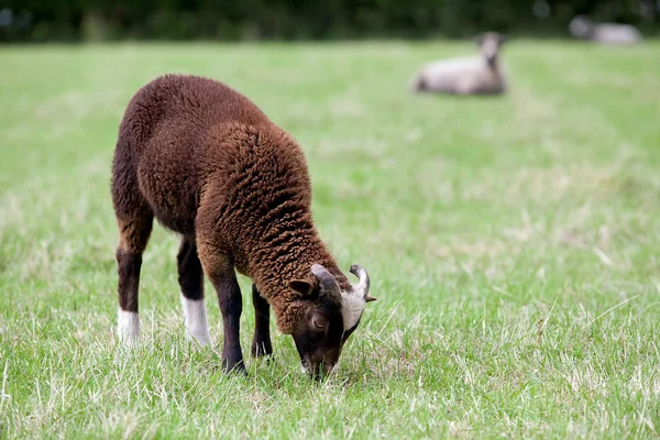 Mooie schapen — Stockfoto