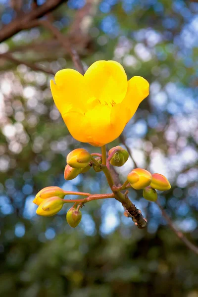 Hermosa flor de árbol amarillo —  Fotos de Stock