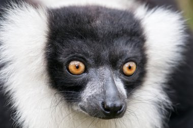 Black-and-white ruffed lemur clipart