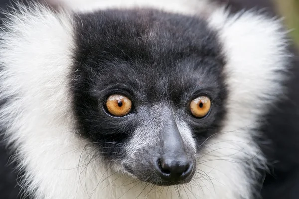 Black-and-white ruffed lemur — Stock Photo, Image