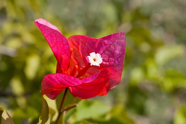 Ljusa bougainvillea — Stockfoto