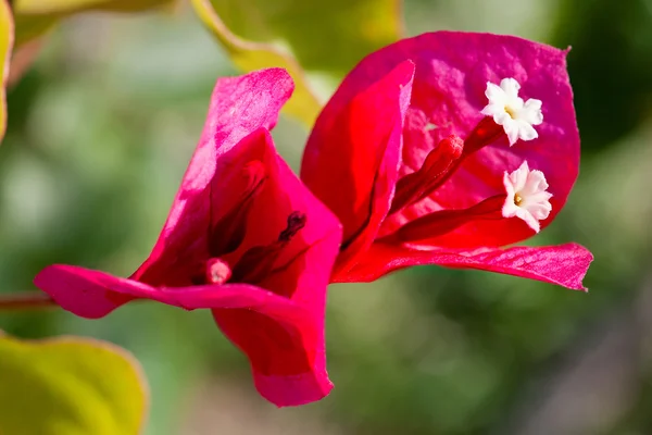 Bougainvillea virág — Stock Fotó