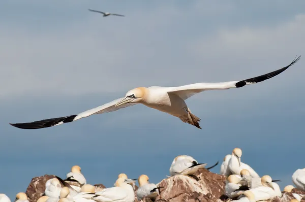 Gannet uçan — Stok fotoğraf
