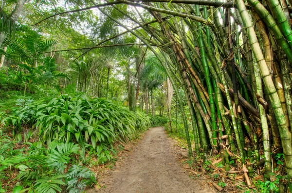 Jamaican jungle — Stock Photo, Image