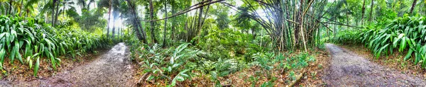 Hermoso bosque en Jamaica — Foto de Stock