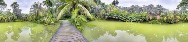 Lago tropical na Floresta Cranbrook, Jamaica — Fotografia de Stock