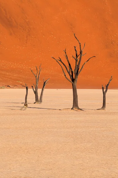 Alberi morti in Dead Vlei, Namibia — Foto Stock