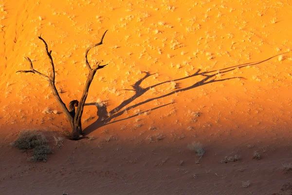 Sunset dead vlei, Namibya — Stok fotoğraf