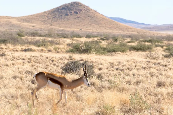 Springbok en Namibia — Foto de Stock