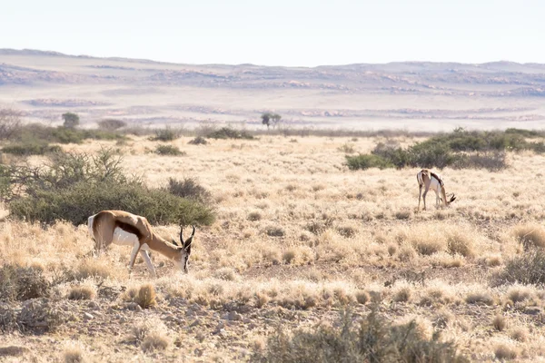 Springbok in Namib-Naukluft Park, Namibia — Stock Photo, Image