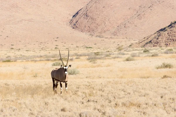 Oryx en Namibia — Foto de Stock