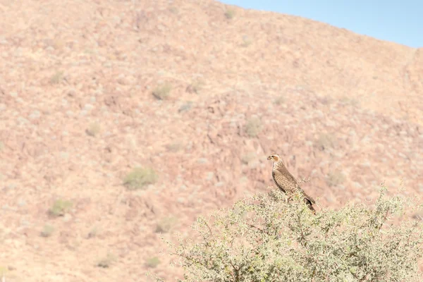 Gebetsvogel — Stockfoto