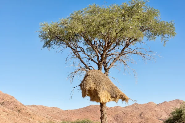 Nest geselliger Weberknechte — Stockfoto