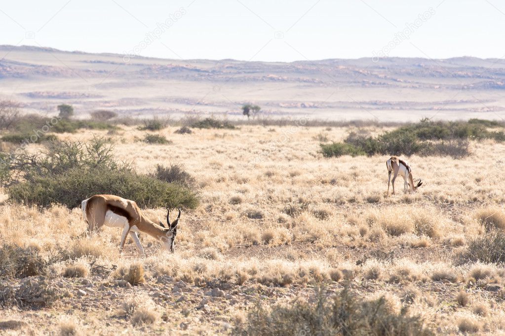 Springbok in Namib-Naukluft Park, Namibia