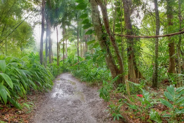 Maravilhoso cenário da floresta tropical — Fotografia de Stock
