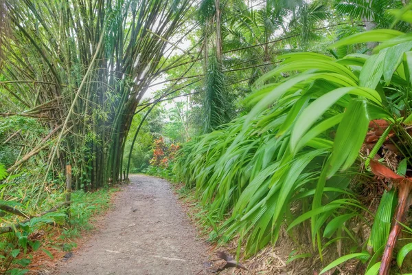 Floresta tropical exuberante Fotos De Bancos De Imagens Sem Royalties