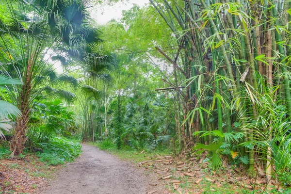 Wide path in rainforest — Stock fotografie