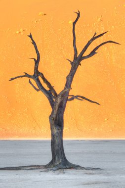 Dead tree at sunset