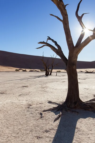 Nízké slunce a deadvlei — Stock fotografie