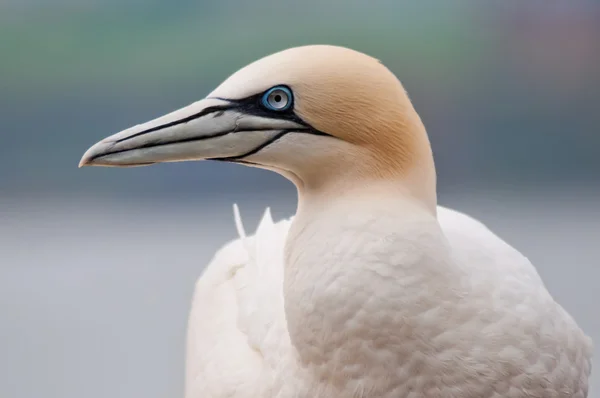 Gannet settentrionale — Foto Stock