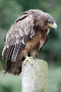 Afrika sarımsı kahverengi kartal